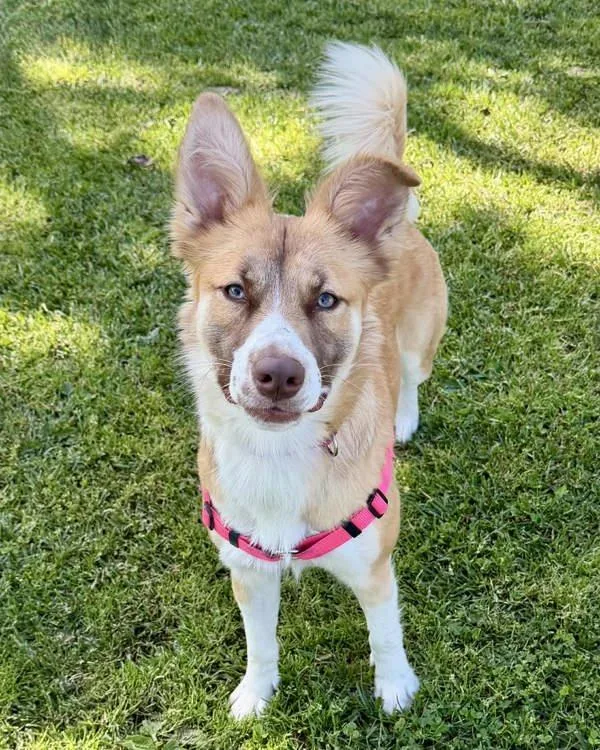 Butterscotch thumbnail 3