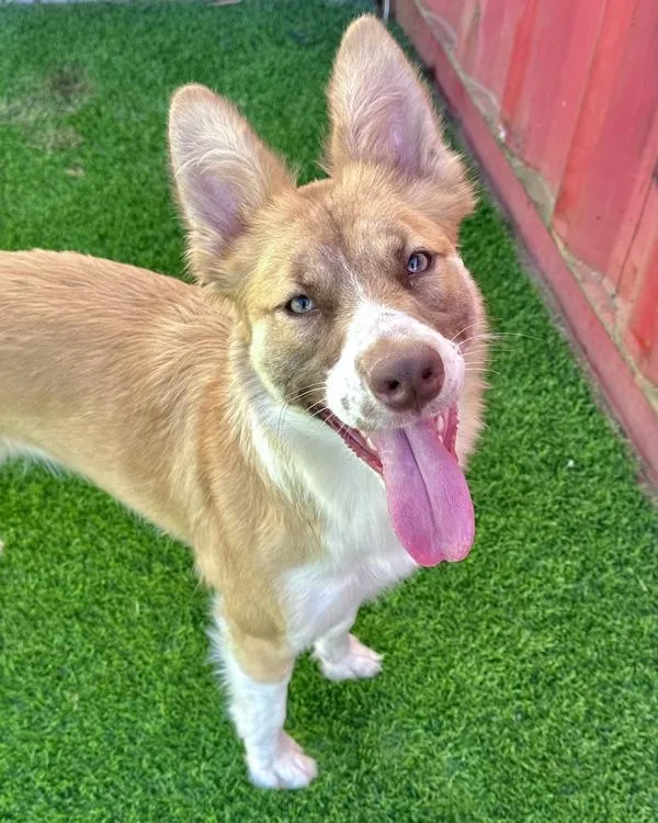 Butterscotch thumbnail 4