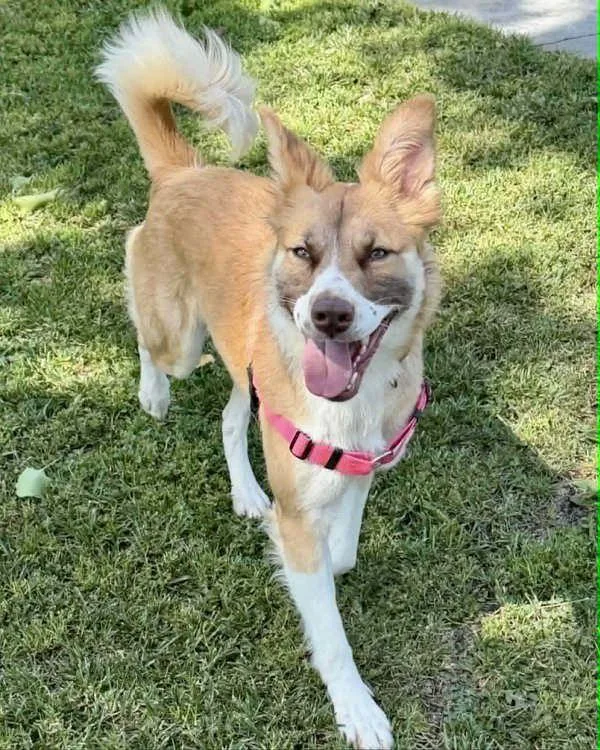 Butterscotch thumbnail 5