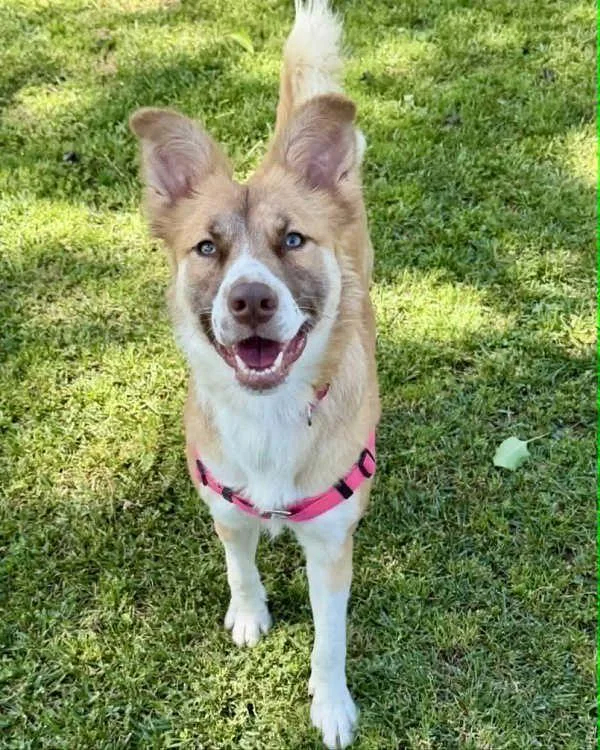 Butterscotch thumbnail 6