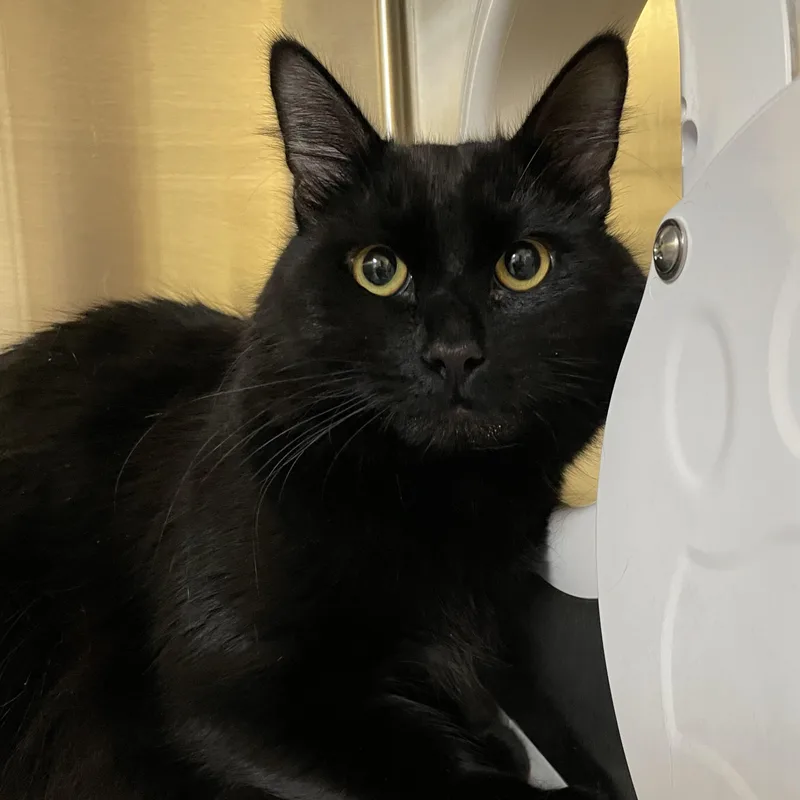 A baby medium-sized male Black Domestic Medium Hair cat named Vader for adoption in North Kingstown, RI