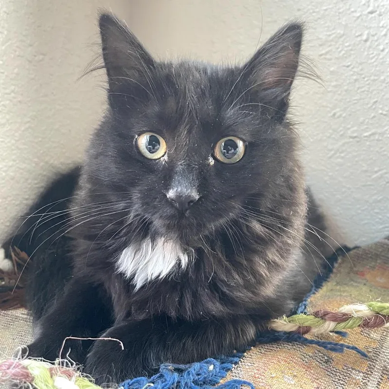 A baby small-sized female Black Domestic Medium Hair cat named Maxine for adoption in Midland, TX
