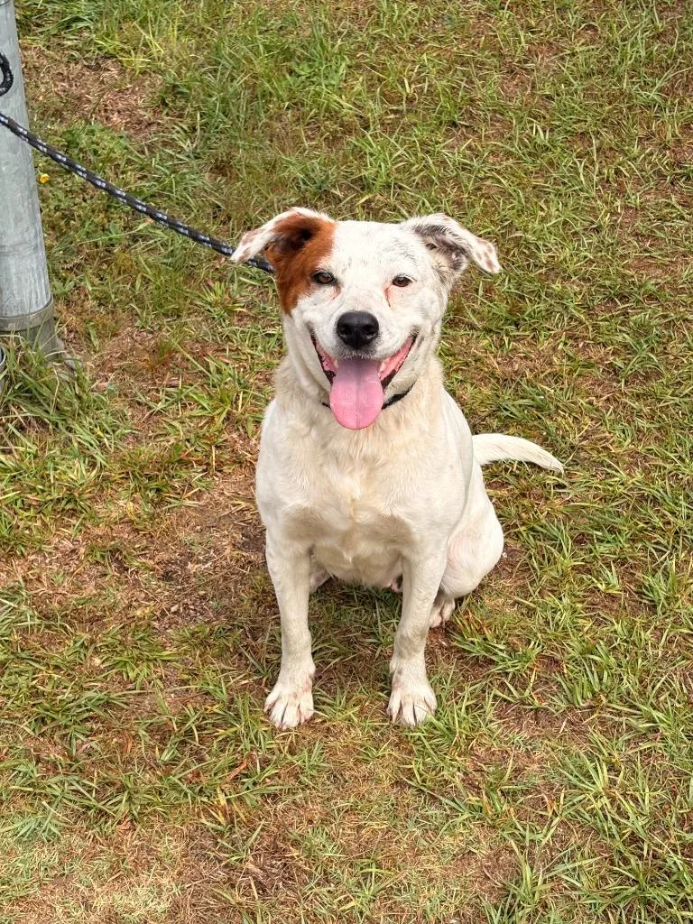 A young medium-sized female Mixed Breed dog named Lola for adoption in Effingham, SC