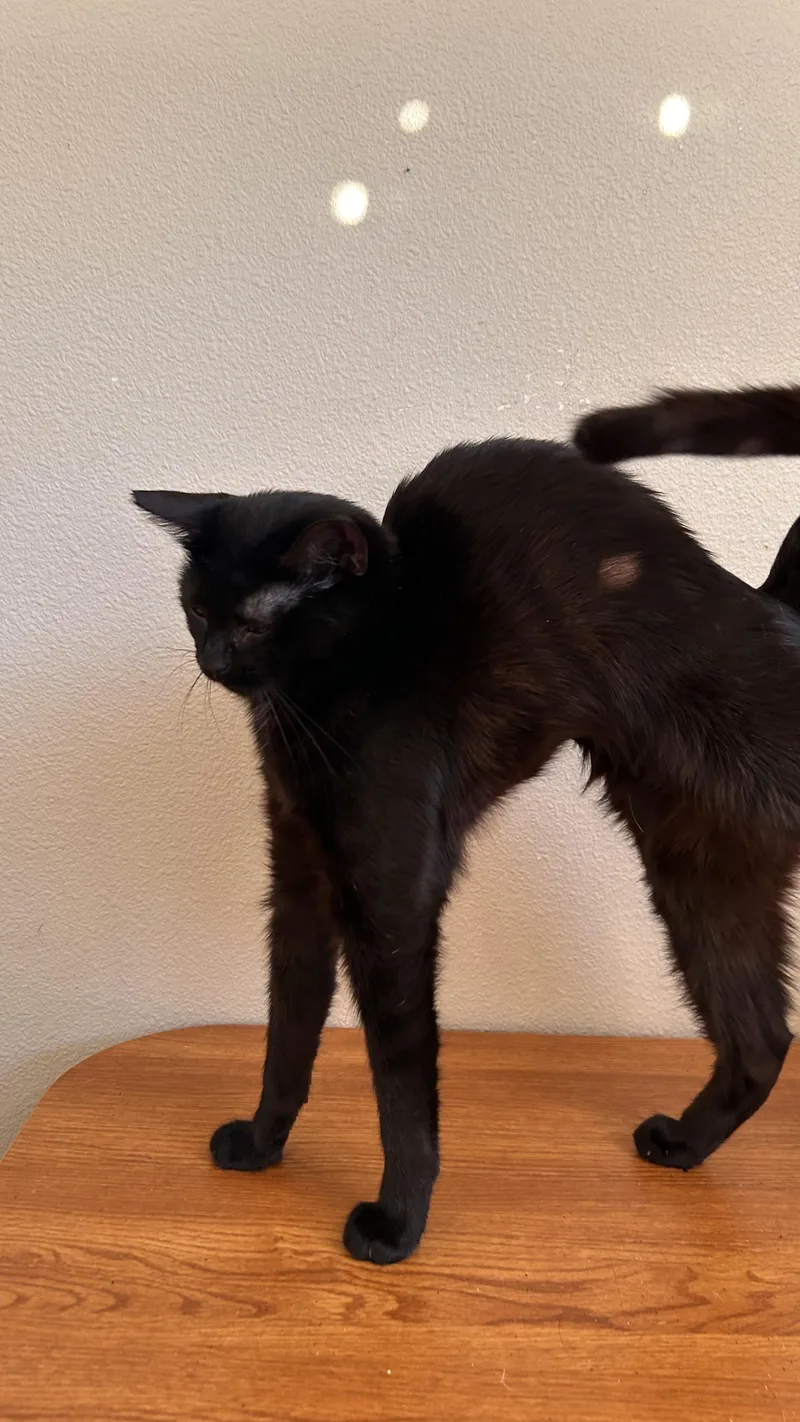 A baby medium-sized female Black Domestic Short Hair cat named Willamette for adoption in Portland, OR
