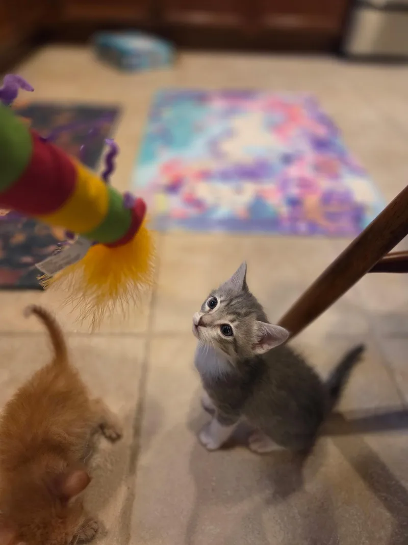 A baby medium-sized male Tabby (Gray / Blue / Silver) Domestic Short Hair cat named Earl Grey for adoption in Santa Ana, CA