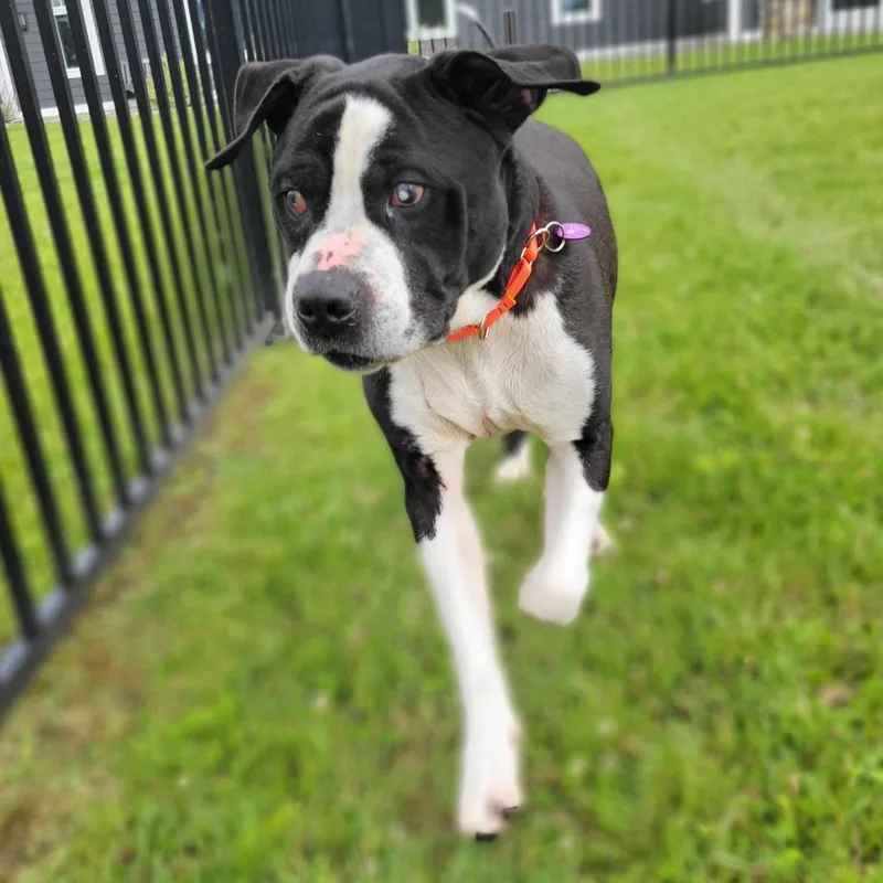 An adult large-sized male Black Mixed Breed dog named Kyelo for adoption in Cooperstown, NY