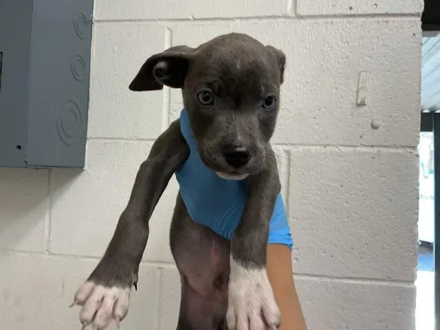 A baby small-sized male Pit Bull Terrier dog named Bongo for adoption in San Bernardino, CA