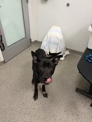 An adult medium-sized male Shepherd dog named Ron for adoption in Fishers, IN