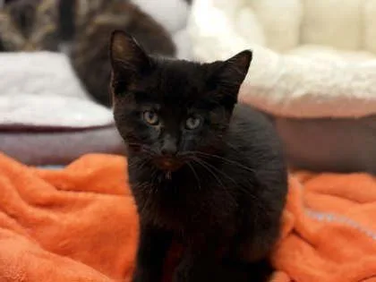 A young small-sized female Domestic Short Hair cat named Macchiato for adoption in Mount Pleasant, IA