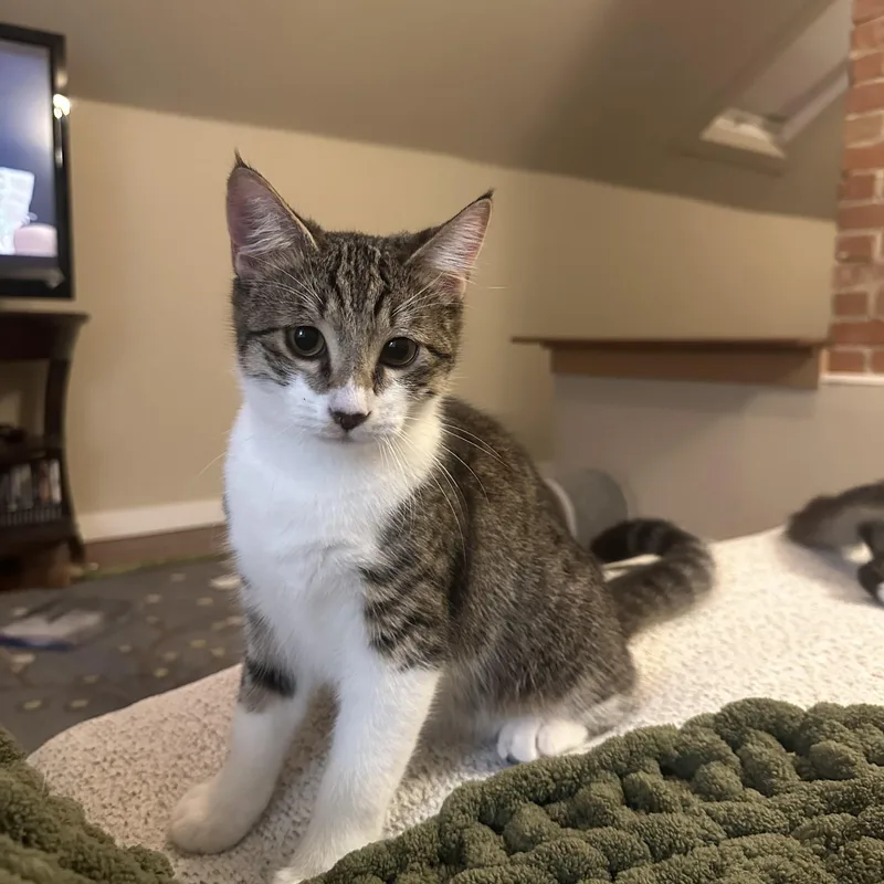 A baby medium-sized male Tabby (Brown / Chocolate) Domestic Short Hair cat named Stevie for adoption in Fort Worth, TX