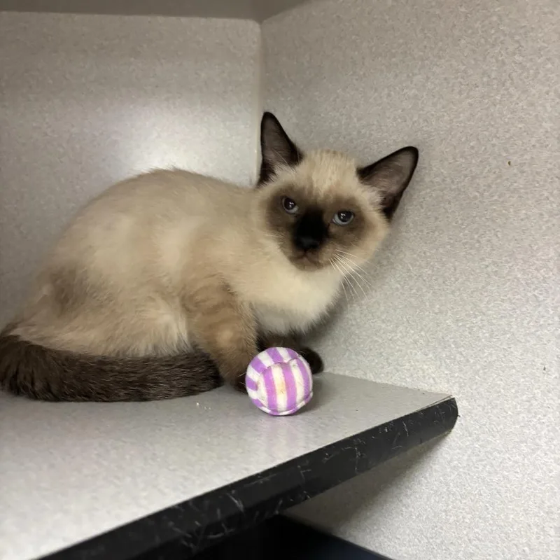 A baby small-sized male Siamese cat named Smoky for adoption in Los Angeles, CA