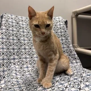 A young small-sized female Domestic Short Hair cat named PopTart for adoption in Janesville, WI