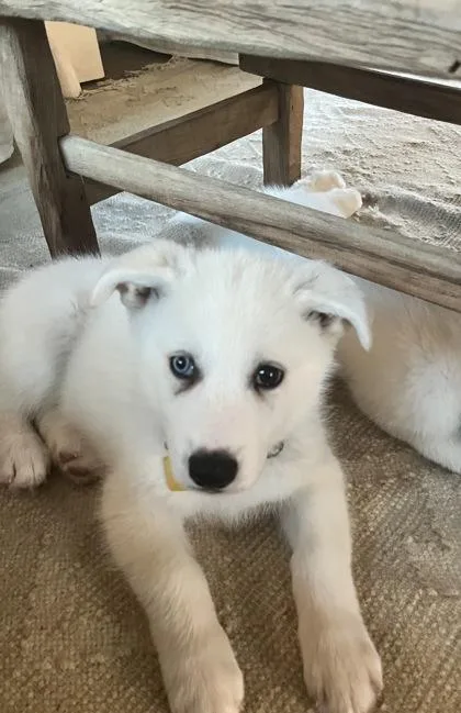 An adult large-sized male Siberian Husky dog named Xavier for adoption in Fort Worth, TX
