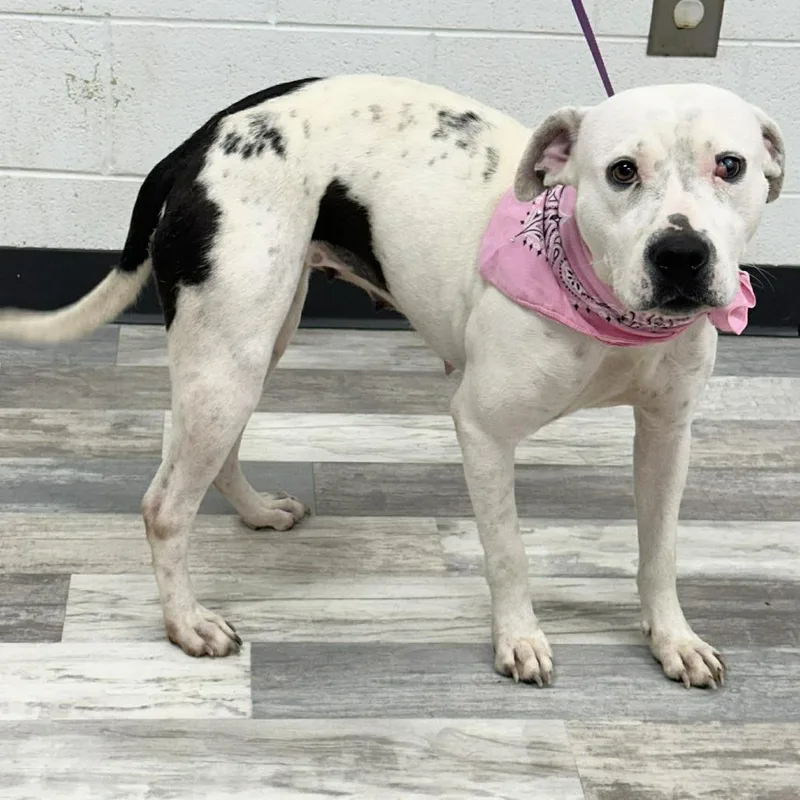 An adult medium-sized female White / Cream American Bulldog dog named Baby Doll for adoption in Lufkin, TX