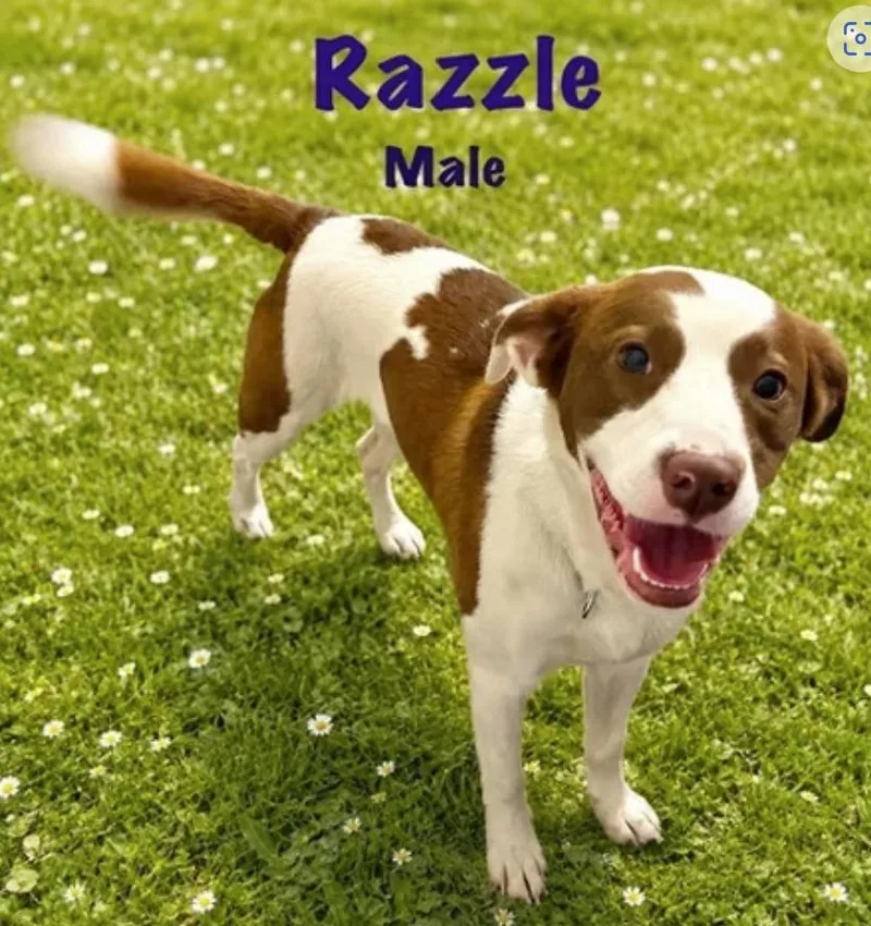 A young medium-sized male White / Cream Chihuahua dog named Razzle for adoption in Pleasant Valley, NY