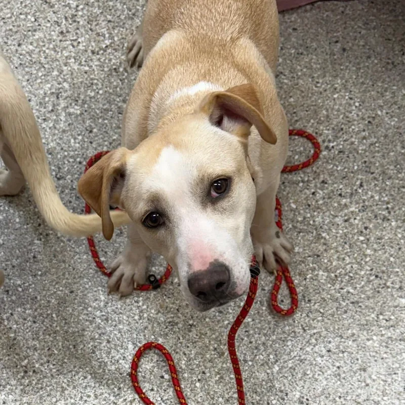 An adult medium-sized female Yellow Labrador Retriever dog named Enchanted for adoption in Detroit Lakes, MN