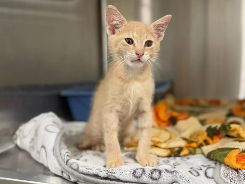 A young medium-sized male Orange & White Tabby cat named Magellan for adoption in Windcrest, TX