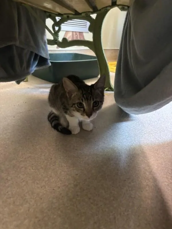 A baby medium-sized male Domestic Short Hair cat named Rasputin for adoption in Santa Rosa, CA