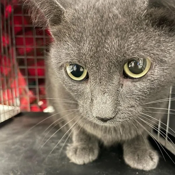 An adult small-sized female Domestic Short Hair cat named Dorothea for adoption in Des Moines, IA