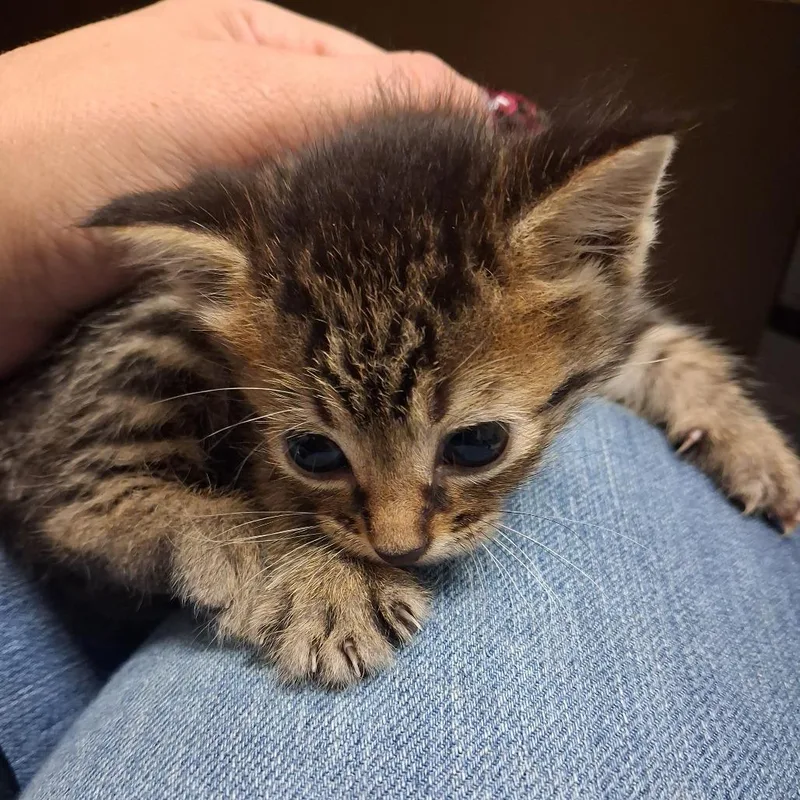 A baby small-sized female Gray / Blue / Silver American Shorthair cat named Virgo for adoption in Lufkin, TX