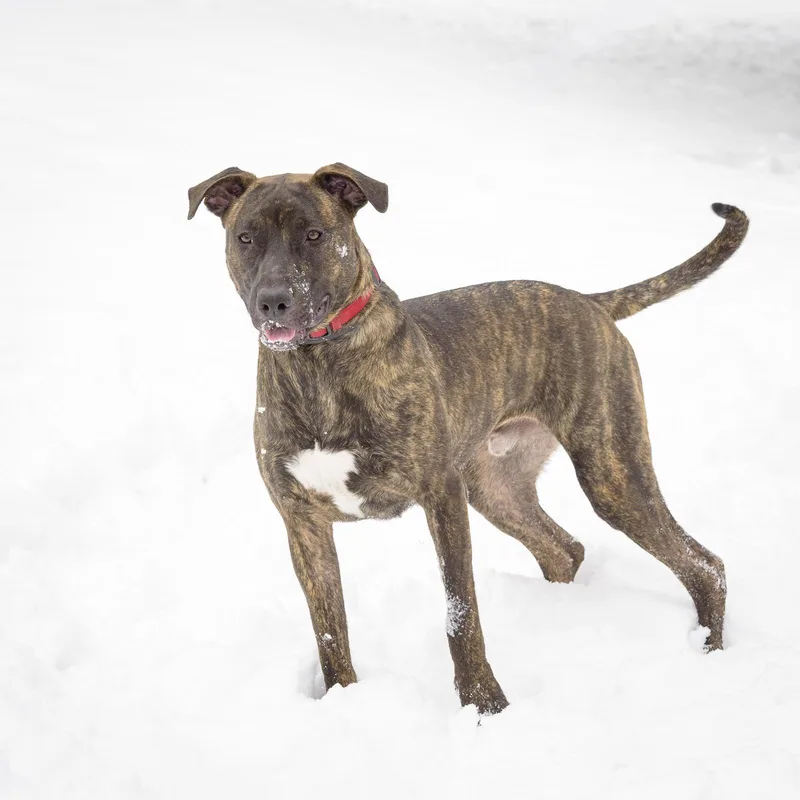 Snickers thumbnail 2