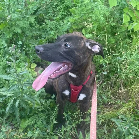 Snickers thumbnail 3