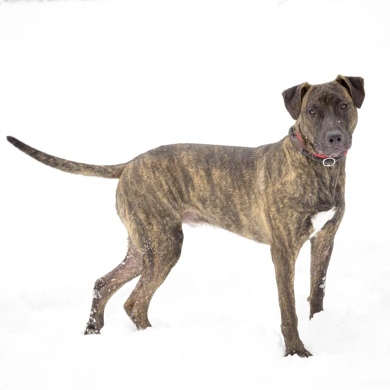 Snickers thumbnail 4