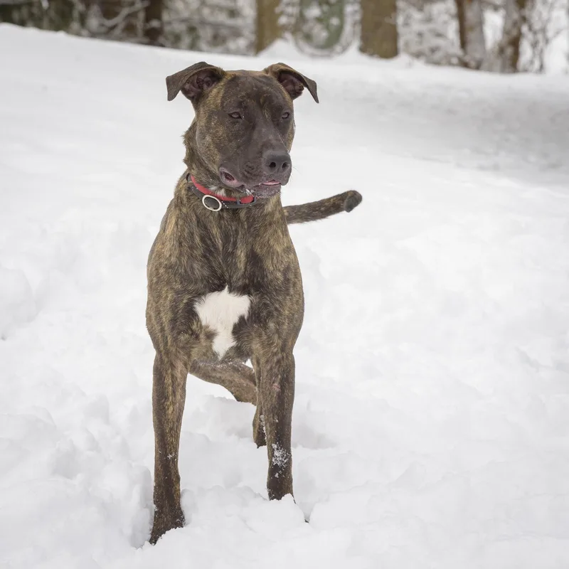 Snickers thumbnail 5