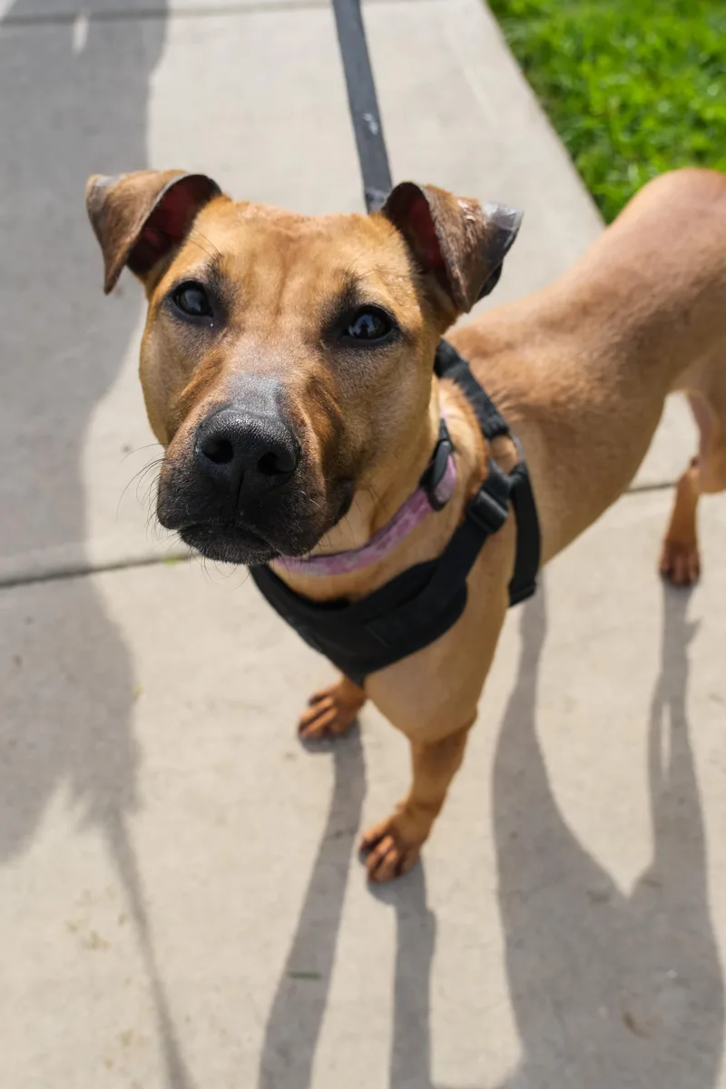 An adult medium-sized female Yellow / Tan / Blond / Fawn Mixed Breed dog named Jubilee for adoption in Newport Beach, CA