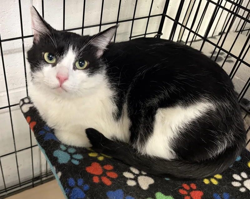 An adult medium-sized female Black & White / Tuxedo Domestic Short Hair cat named Cricket for adoption in Jackson, CA