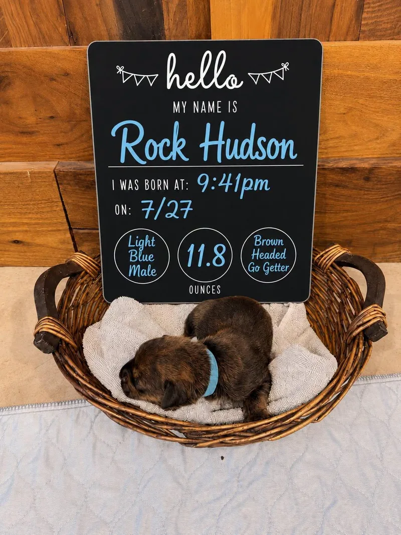 A baby large-sized male Mixed Breed dog named Rock Hudson for adoption in Memphis, TN