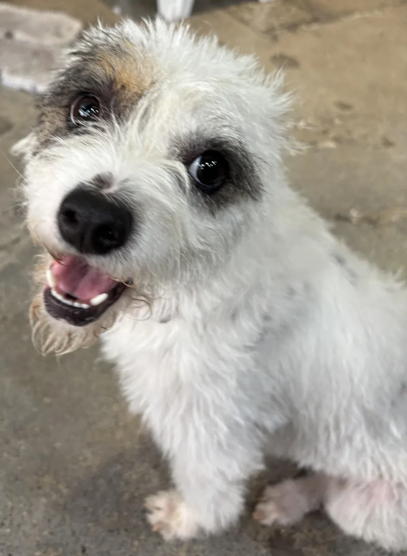 A young small-sized female Cavapoo dog named Betty Rizzo for adoption in Thousand Oaks, CA