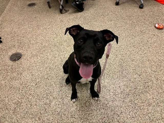 An adult medium-sized female Pit Bull Terrier dog named Sarabi for adoption in Colorado Springs, CO