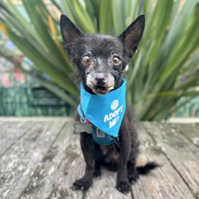 A senior small-sized male Black Chihuahua dog named Pumba for adoption in Pacific Grove, CA