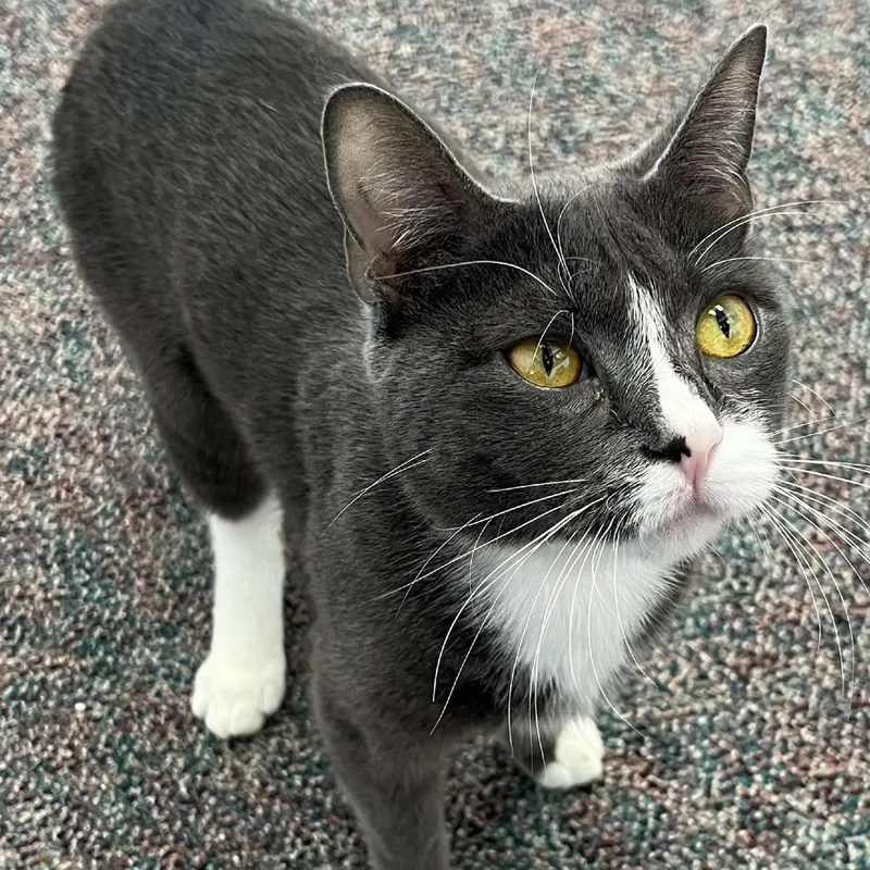A young medium-sized female Gray / Blue / Silver Domestic Short Hair cat named Dutchess for adoption in Hamburg, NY
