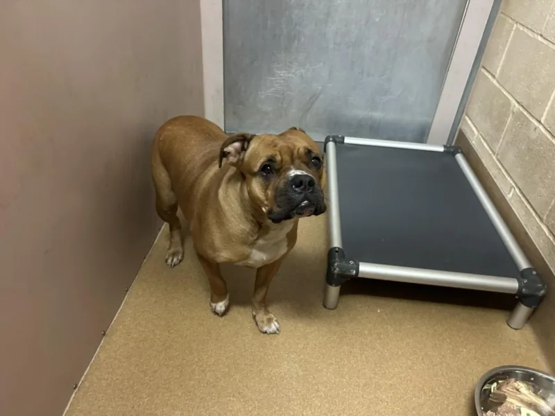 An adult large-sized female Boxer dog named Koko for adoption in Martinez, CA