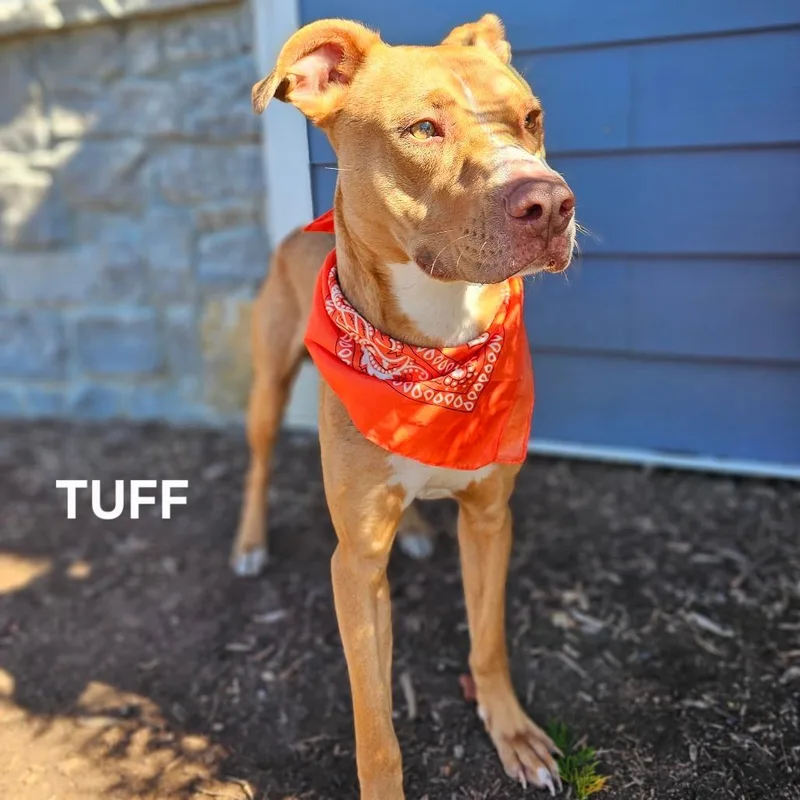 An adult medium-sized male Brown / Chocolate Pit Bull Terrier dog named Tuff for adoption in Madisonville, TN