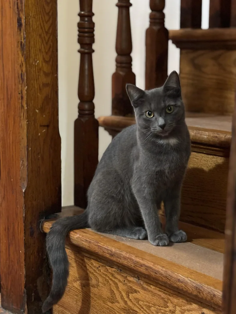 A baby medium-sized male Gray / Blue / Silver Domestic Short Hair cat named Rusty Elliott for adoption in Philadelphia, PA