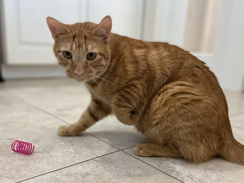 An adult medium-sized male Orange / Red Domestic Short Hair cat named Marsh for adoption in Hilton Head Island, SC