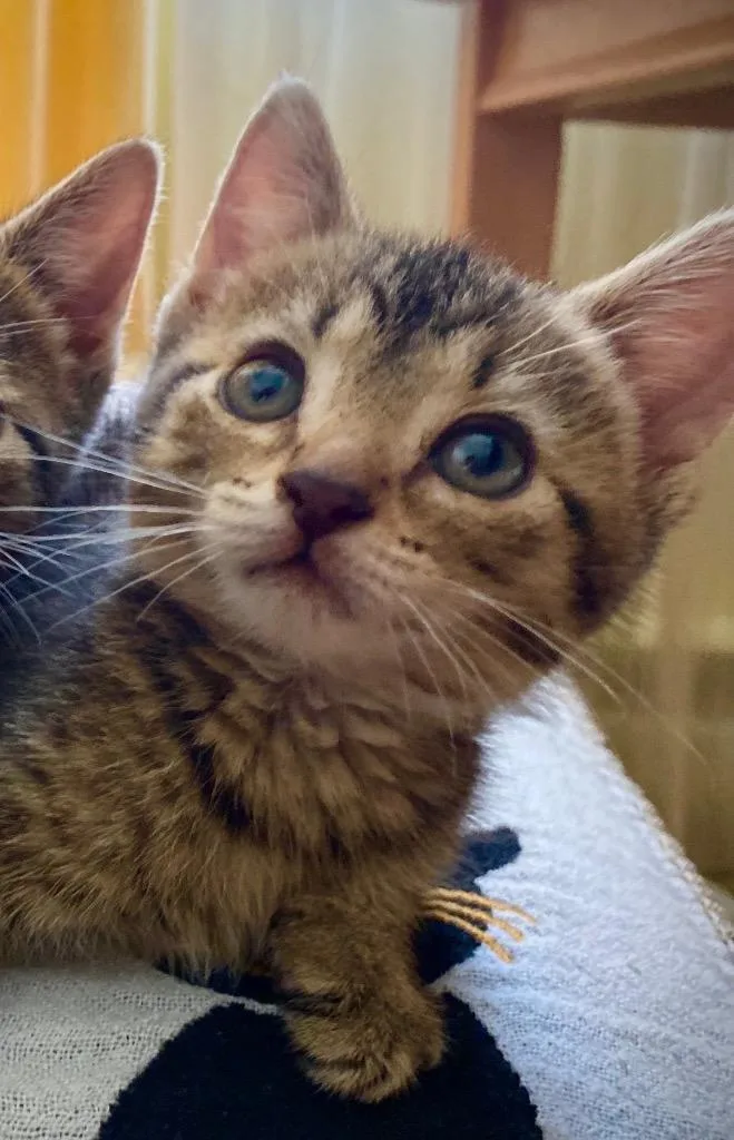 A baby medium-sized female Domestic Short Hair cat named Tres for adoption in Pomona, NY