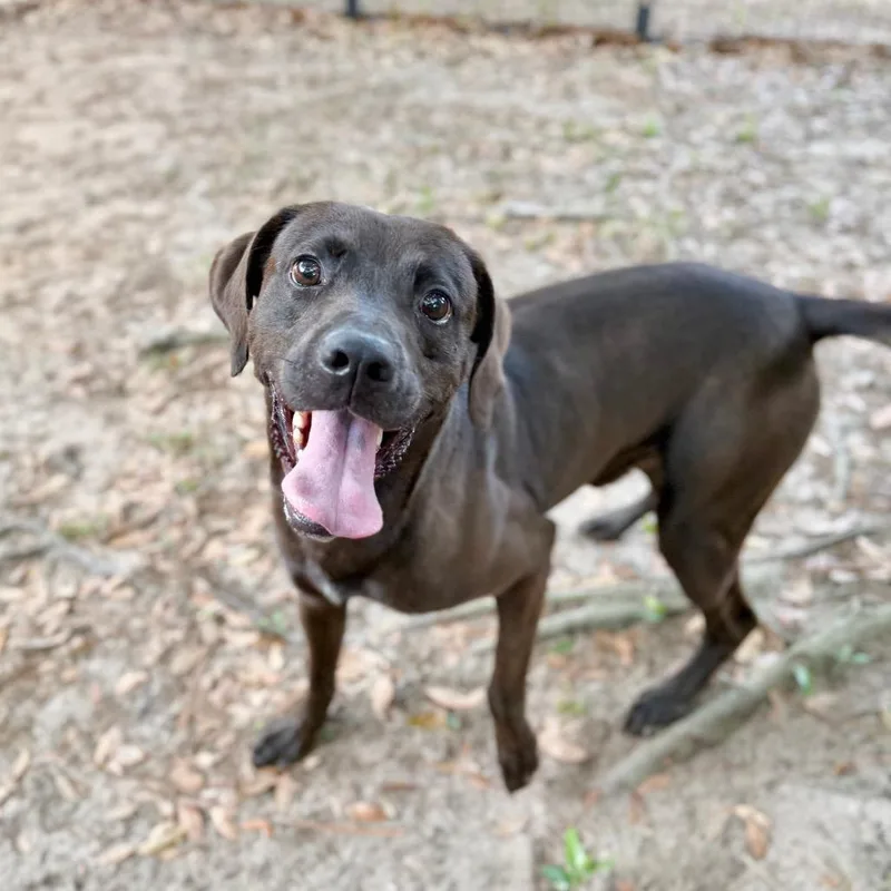 An adult medium-sized male Brown / Chocolate Mixed Breed dog named Lego for adoption in Milton, FL