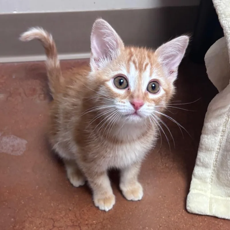 A baby small-sized male Orange / Red Domestic Short Hair cat named Garnet for adoption in Santa Barbara, CA