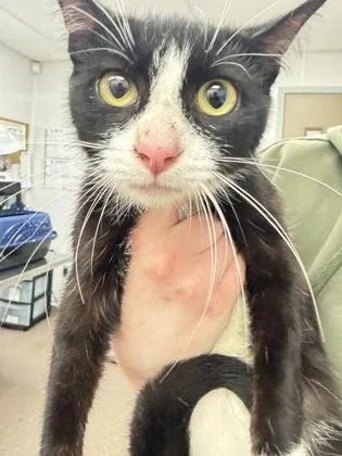An adult small-sized female Domestic Short Hair cat named June for adoption in South Bend, IN