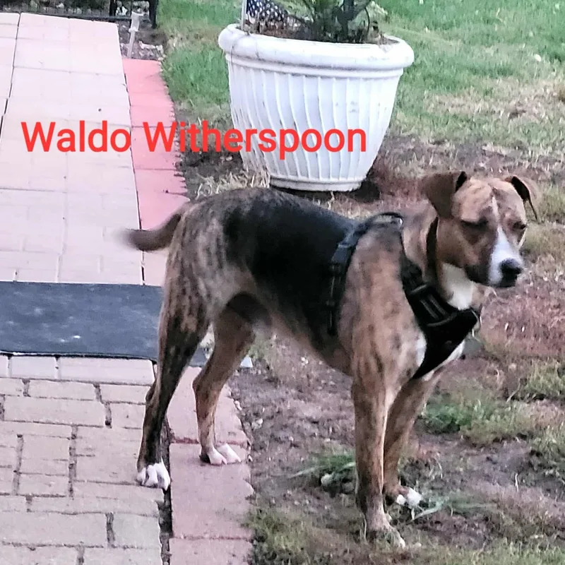 Waldo  Witherspoon thumbnail 6