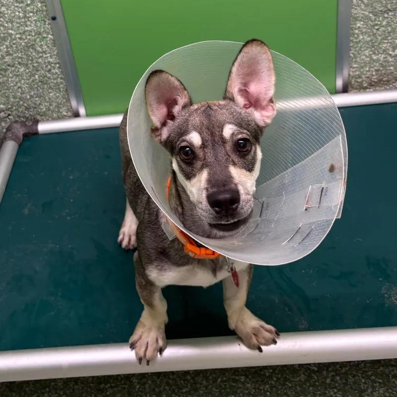 An adult medium-sized male Gray / Blue / Silver Schnauzer dog named Liam for adoption in Calverton, NY
