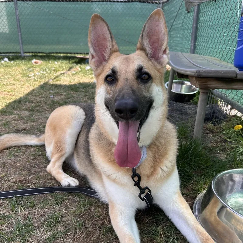 An adult medium-sized female Yellow / Tan / Blond / Fawn German Shepherd Dog dog named Lacey for adoption in Harrisonburg, VA