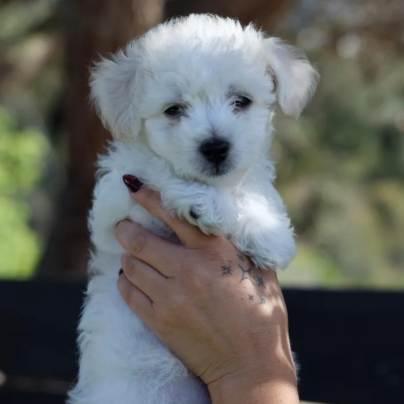 A baby small-sized male White / Cream Miniature Poodle dog named Damon for adoption in San Diego, CA