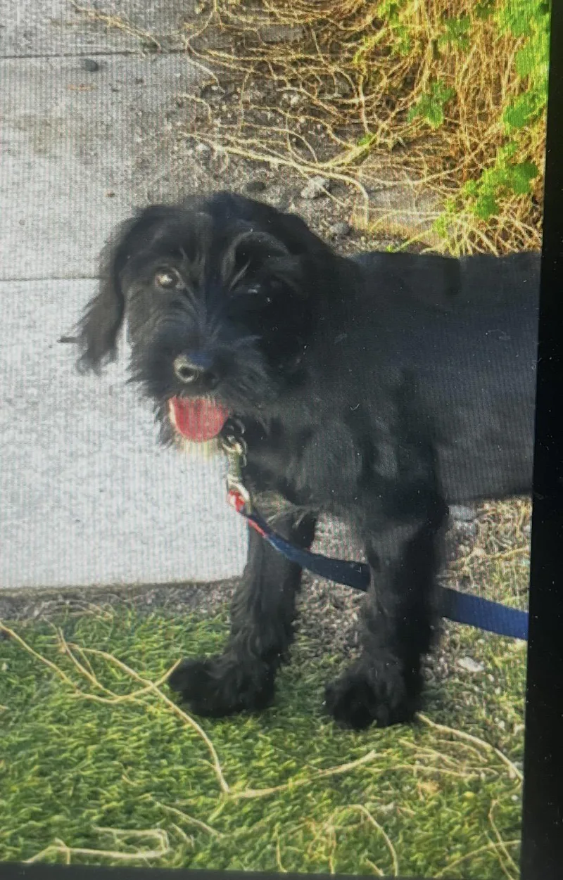 A baby medium-sized male Schnauzer dog named Prince for adoption in Boca Raton, FL