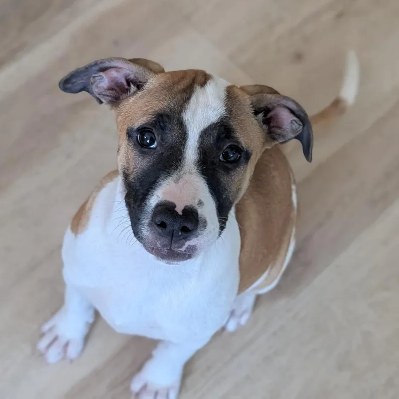 A baby medium-sized female Mixed Breed dog named Jade for adoption in Fenton, MI