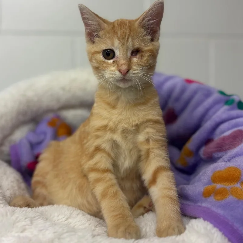 A baby small-sized female Orange / Red Domestic Short Hair cat named Roger for adoption in Marshalltown, IA